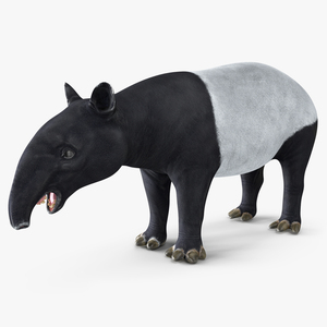 Tapir 3D model