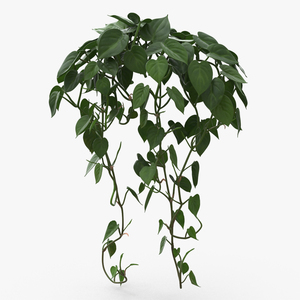 Philodendron Scandens Plant 3D