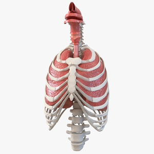 3D Male Ribcage with Respiratory System