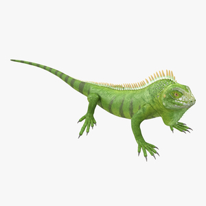 Green Iguana Pose 2 3D model