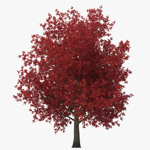 3D Red Maple Tree Autumn