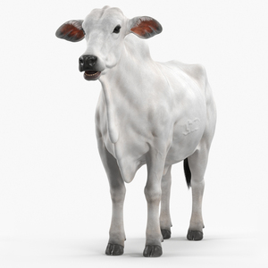 3D Nelore Cow Female Fur