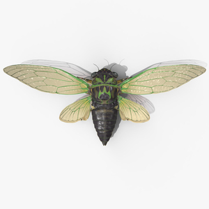 3D model Cicada Fur