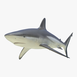 3D model Grey Reef Shark