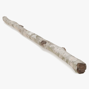 3D Single White Birch Pole model