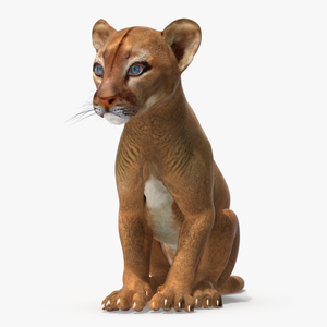 3D Puma Cub Sitting Pose