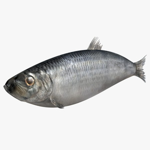 3D Realistic Atlantic Herring