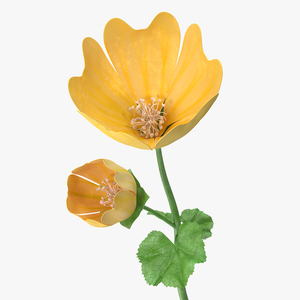 Yellow Malva Flower 3D model