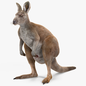 Female Kangaroo Fur 3D model