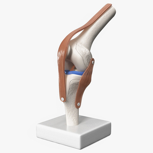 Anatomical Model of Knee Joint Rigged 3D