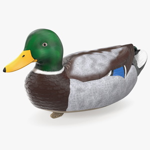 3D Duck Decoy Drake