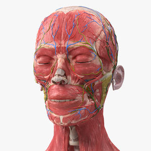 Female Anatomy Head 3D model