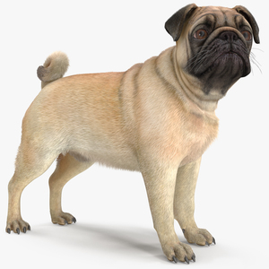 3D Pug Dog Fur