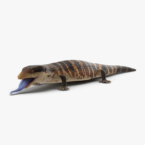 3D model Blue Tongued Skink Pose 4