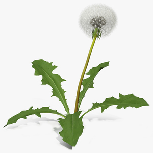 3D model Ripe Dandelion Plant