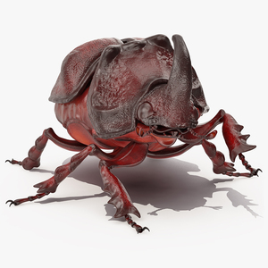 3D Rhinoceros Beetle Oryctes Nasicornis Rigged model