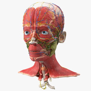 Young Man Anatomy Head 3D