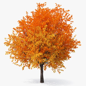 3D Autumn Cherry Tree model