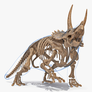 3D Triceratops Skeleton Fossil with Transparent Skin Rigged