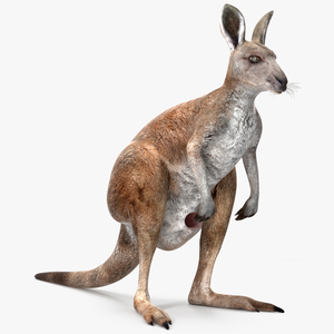 3D model Female Kangaroo