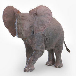 Baby Elephant Rigged Fur 3D model