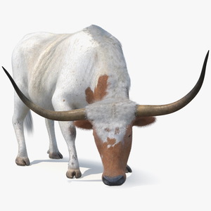 Texas Longhorn Cattle White Color Fur 3D