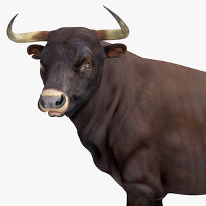 3D Bull Standing Pose model