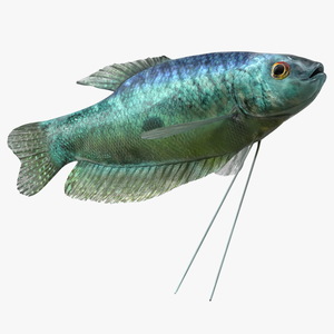 Trichopodus Trichopterus 3D model