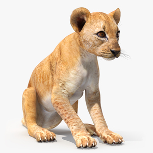 Lion Cub Sitting for 3D Print 3D model