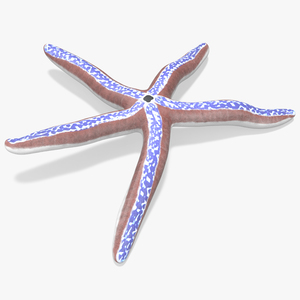 3D Pacific Blue Seastar Lying Pose