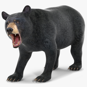 3D Black Bear Rigged for Cinema 4D