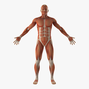 3D Anatomy Male Muscular System model