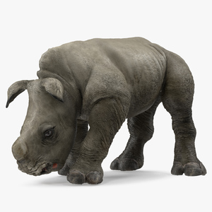 Baby Rhino Drinking Pose 3D model