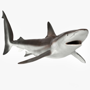 Realistic Whaler Shark Rigged 3D model