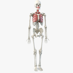 3D Human Male Skeleton with Respiratory System model