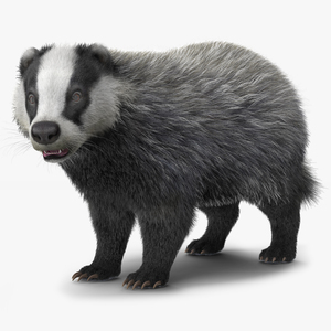 3D Badger Rigged model