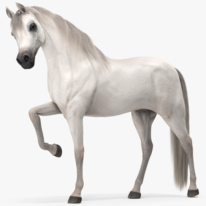 3D model Arabian Horse White Fur Rigged