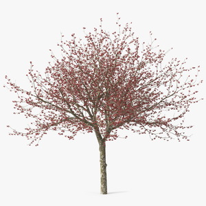 3D Winter Cockpur Hawthorn with Berries