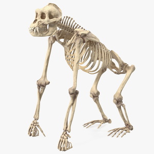 3D Articulated Gorilla Skeleton model