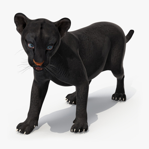 Baby Black Panther Cub 3D