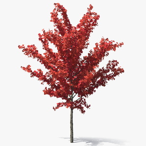 3D Autumn Young Maple Tree model