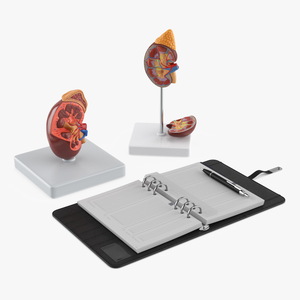 3D Kidney Clinical Anatomy Educational for 3D Print model