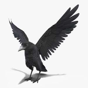 Raven Landing Animated Rigged 3D model