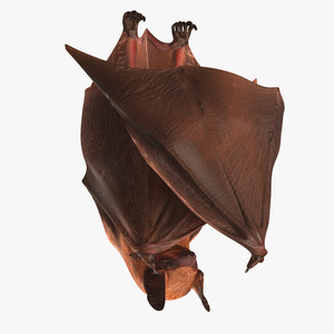 3D Hanging Bat