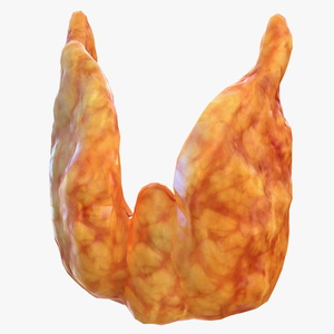 3D Human Thyroid model