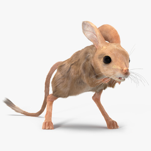 Jerboa Rigged Fur 3D