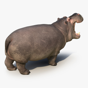 3D Hippopotamus Pose 2 with Fur model