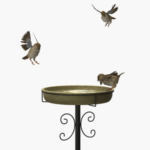 Birds Drink From A Birdbath 3D