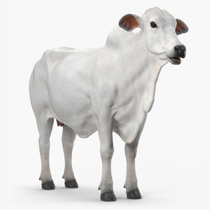 3D model Ongole Cattle Female