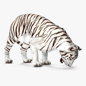 3D White Tiger Rigged model